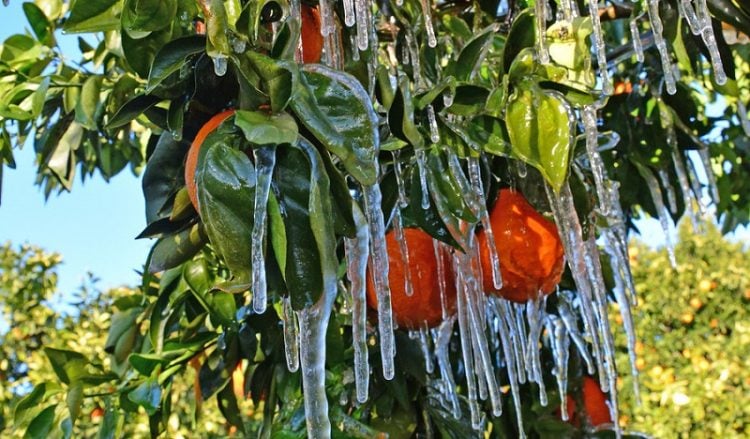 Την Παρασκευή η καταβολή αποζημιώσεων του ΕΛΓΑ για εκκαθάριση ζημιών