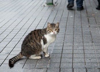 Τον πόλεμο στις αδέσποτες γάτες κηρύσσει η Αυστραλία