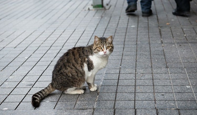 Τον πόλεμο στις αδέσποτες γάτες κηρύσσει η Αυστραλία