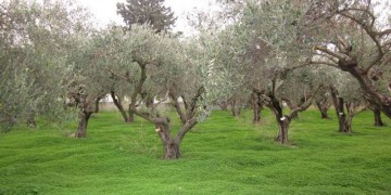 Κατάρτιση για τη χρήση φυτοφαρμάκων