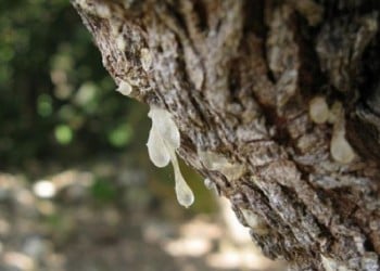 Η Ευρώπη αναγνωρίζει ως φυσικό φάρμακο τη μαστίχα Χίου