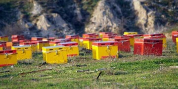 Σχολείο μελισσοκομίας στον Εξαπλάτανο της Πέλλας