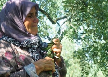 Στην Προύσα θυσιάζονται ελαιόδεντρα για τον αγωγό φυσικού αερίου