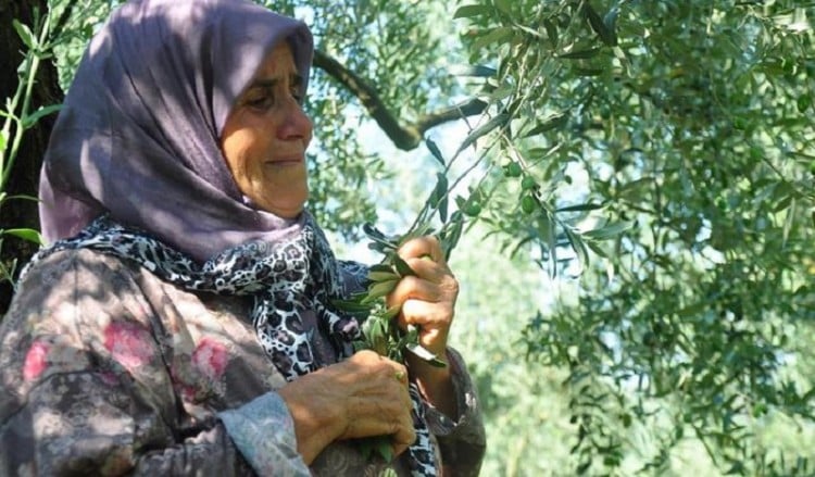 Στην Προύσα θυσιάζονται ελαιόδεντρα για τον αγωγό φυσικού αερίου