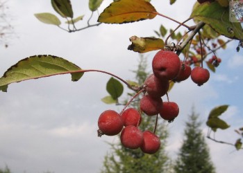 Το σεβταλούκ και τα αγρόμηλα πρωταγωνιστούν σε ποντιακά δίστιχα και παροιμίες