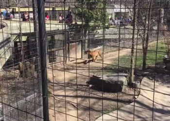 Τη γλίτωσε από... της τίγρης τα δόντια (βίντεο)