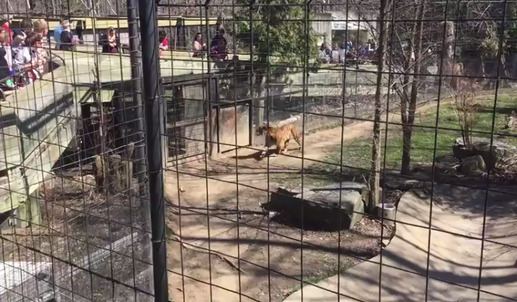 Τη γλίτωσε από... της τίγρης τα δόντια (βίντεο)