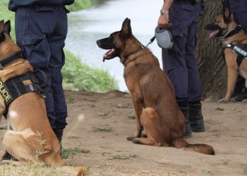 Το ΥΠΟΙΚ θα «προσλάβει» τέσσερις σκύλους για να μυρίζουν το παράνομο χρήμα!