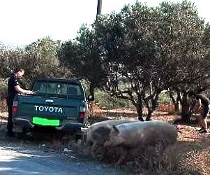 Γουρούνες που ήταν… βόλτα επιτέθηκαν σε περιπολικό σε χωριό της Κρήτης!