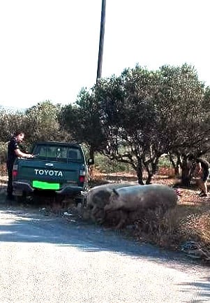 Γουρούνες που ήταν… βόλτα επιτέθηκαν σε περιπολικό σε χωριό της Κρήτης!