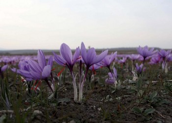 Η Αττική είναι η παγκόσμια πατρίδα του κρόκου