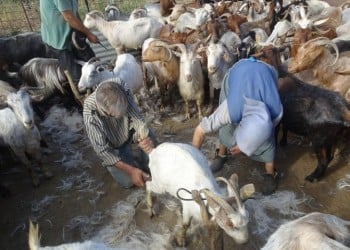 Η κουρά των αιγοπροβάτων