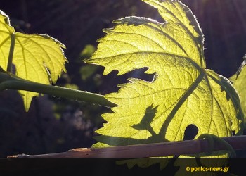 ΑΠΘ: Την αρχή της καλλιέργειας εξημερωμένων σταφυλιών στην Ελλάδα την Εποχή του Χαλκού εντόπισαν ερευνητές