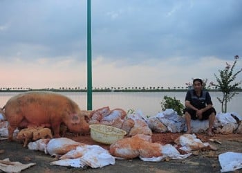 Γουρουνάκι γλίτωσε από πνιγμό και το... γιόρτασε χαμογελώντας (φωτο)