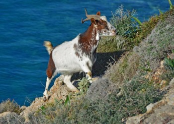 Κατσίκα έφαγε 20 χιλιάδες ευρώ και το... κεφάλι της!