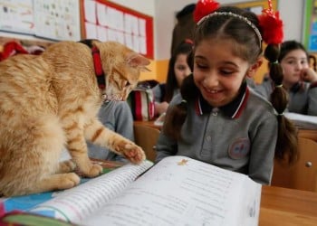 Η Γ΄ τάξη Δημοτικού της Σμύρνης έγινε το σπίτι που ονειρευόταν ο γάτος Τομπί (φωτο, βίντεο)