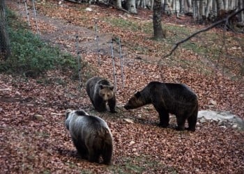 Αρκτούρος: Ξύπνησαν οι αρκούδες από τη χειμερία νάρκη