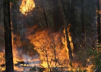 Φωτιές σε Μεσσηνία και Κέρκυρα 4