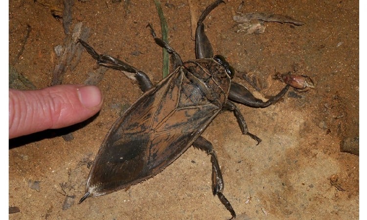 Lethocerus patruelis: Πανικό προκάλεσε στη Λαμία το μεγαλύτερο υδρόβιο έντομο της Ευρώπης