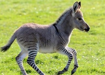 Zonkey: Μωρό ζέβρας και γαϊδάρου γεννήθηκε στη Βρετανία