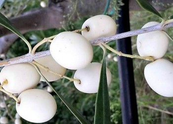 Leucocarpa, η λευκή ελιά με την... αρχαία καταγωγή