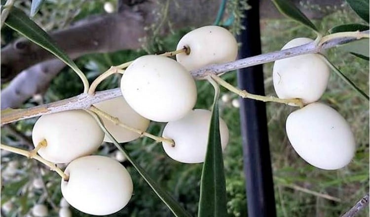 Leucocarpa, η λευκή ελιά με την... αρχαία καταγωγή