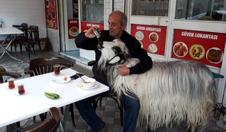 Πανικός σε καφέ στην Κωνσταντινούπολη με πρωταγωνίστρια μια κατσίκα!