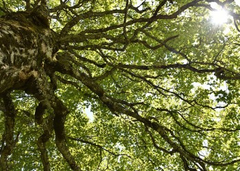 Το ξέρατε ότι τα δένδρα έχουν φύλο και κάποια το αλλάζουν στη διάρκεια της ζωής τους;