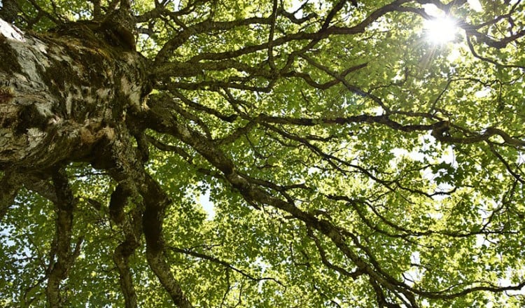 Το ξέρατε ότι τα δένδρα έχουν φύλο και κάποια το αλλάζουν στη διάρκεια της ζωής τους;