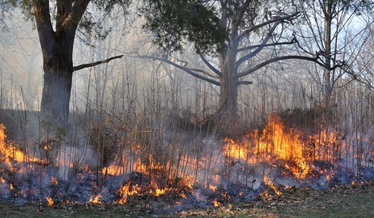 Φωτιά στα Παλιάμπελα Βόνιτσας 2