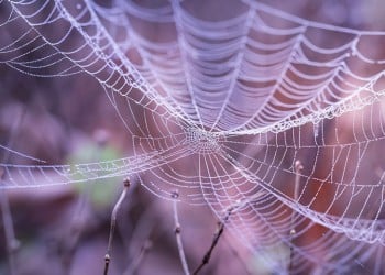 Βρετανία: Πώς η τεχνολογία αλλάζει το νόημα λέξεων που σχετίζονται με τη φύση