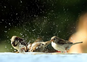 Το φετινό καλοκαίρι ήταν το πιο ζεστό στο βόρειο ημισφαίριο από το 1880