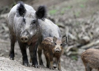 Αγριογούρουνα συγκρούστηκαν με ΚΤΕΛ στον Έβρο!