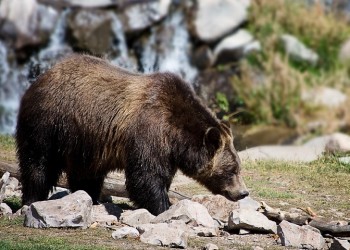 Αρκούδα συγκρούστηκε με όχημα στην Καστοριά