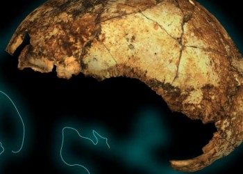 Ανακαλύφθηκε το αρχαιότερο κρανίο Homo erectus, ηλικίας 2 εκατ. ετών