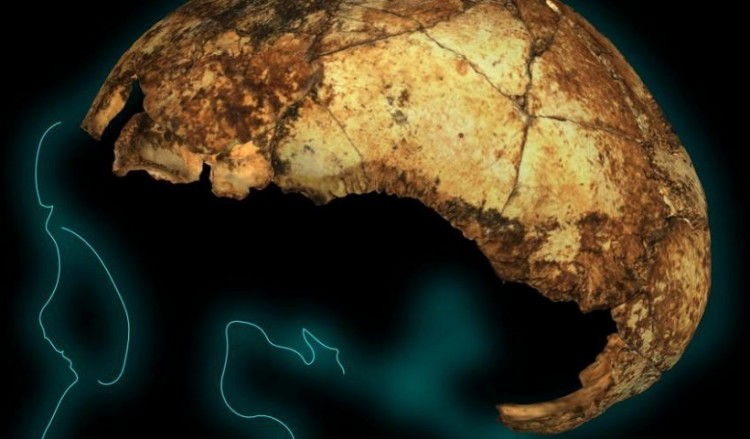 Ανακαλύφθηκε το αρχαιότερο κρανίο Homo erectus, ηλικίας 2 εκατ. ετών