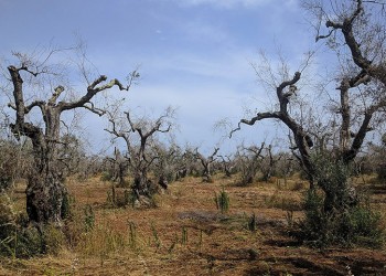 Ένα καταστροφικό για τις ελιές βακτήριο μπορεί να προκαλέσει ζημιές δισ. ευρώ και στην Ελλάδα