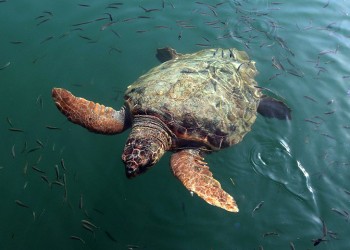 Η χελώνα caretta-caretta μπορεί να ωοτοκεί για τουλάχιστον 33 χρόνια!