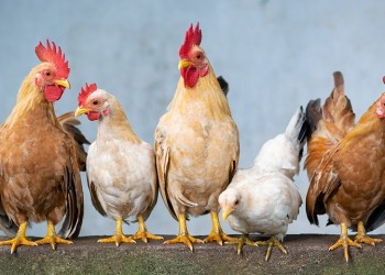 Φως στην προέλευση του κοτόπουλου από διεθνή γενετική μελέτη