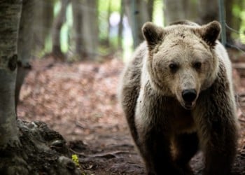 Αρκούδα καταδίωξε άλογο και αναβάτη στην Εορδαία!