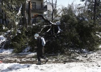 Γυναίκα περνά μπροστά από πεσμένο δέντρο στην περιοχή της Κηφισιάς (φωτ.: ΑΠΕ-ΜΠΕ/ Γιάννης Κολεσίδης)