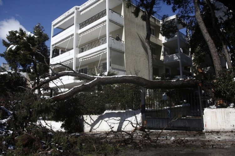 Ένας άνδρας στέκεται στο μπαλκόνι του κοιτάζοντας το πεσμένο δέντρο που άφησε πίσω της η «Μήδεια» στην Κηφισιά (φωτ.: ΑΠΕ-ΜΠΕ / Γιάννης Κολεσίδης)