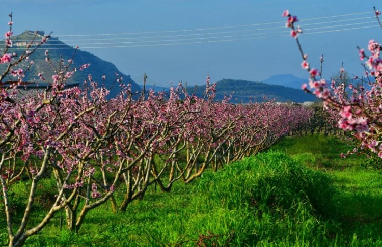 Ανθισμένες βερυκοκιές (φωτ.: ΑΠΕ-ΜΠΕ /Ευάγγελος Μπουγιώτης)