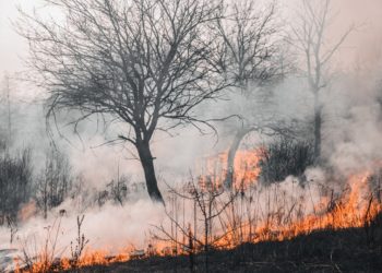 (Φωτ. αρχείου: Pexels)