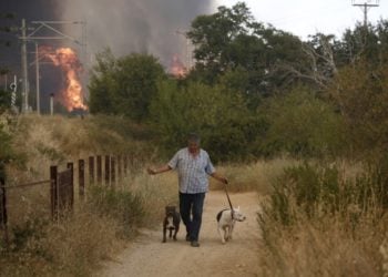 Πολλά κατοικίδια μεταφέρθηκαν από την περιοχή της Βαρυμπόμπης για να σωθούν. Για τα άλογα χρειάστηκε να στηθεί ολόκληρη επιχείρηση (φωτ.: ΑΠΕ-ΜΠΕ/Γιάννης Κολεσίδης)