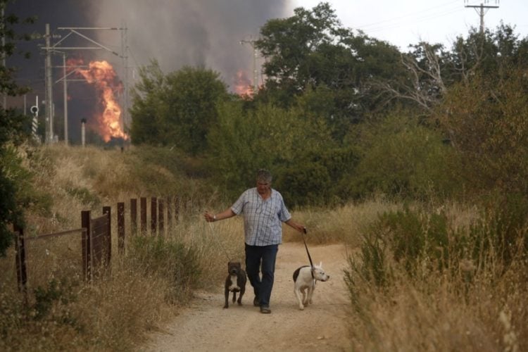 Πολλά κατοικίδια μεταφέρθηκαν από την περιοχή της Βαρυμπόμπης για να σωθούν. Για τα άλογα χρειάστηκε να στηθεί ολόκληρη επιχείρηση (φωτ.: ΑΠΕ-ΜΠΕ/Γιάννης Κολεσίδης)