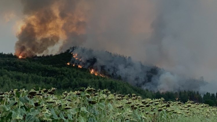 Εικόνα από φωτιά σε δασική έκταση στο χωριό Ζωοδόχος Πηγή, στην Εύβοια (φωτ. αρχείου: ΑΠΕ-ΜΠΕ /Παναγιώτης Κούρος)