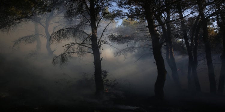 Πυκνός καπνός ανάμεσα σε καμμένα δέντρα κατά τη διάρκεια της πυρκαγιάς στην περιοχή των Θρακομακεδόνων, Σάββατο 07 Αυγούστου 2021 (φωτ.: ΑΠΕ-ΜΠΕ/ Αλέξανδρος Μπελτές)