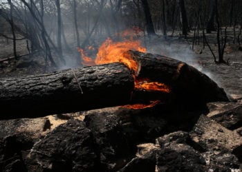 Φωτιά καίει πεσμένο κορμό δέντρου στην περιοχή των Θρακομακεδόνων, Πάρνηθα, Κυριακή 8 Αυγούστου 2021 (φωτ.: ΑΠΕ-ΜΠΕ/ Ορέστης Παναγιώτου)