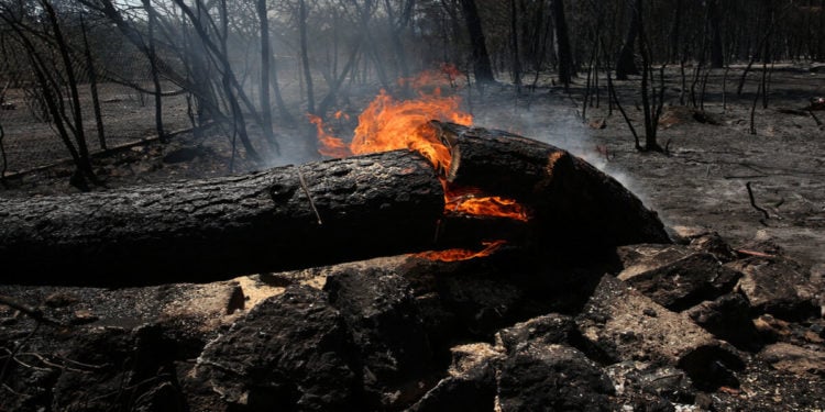 Φωτιά καίει πεσμένο κορμό δέντρου στην περιοχή των Θρακομακεδόνων, Πάρνηθα, Κυριακή 8 Αυγούστου 2021 (φωτ.: ΑΠΕ-ΜΠΕ/ Ορέστης Παναγιώτου)